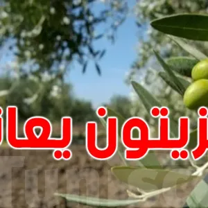خسائر سنوية في إنتاج الزيتون بتونس و السبب ؟