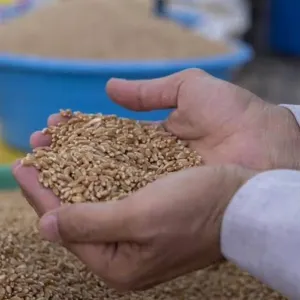 «الأمن الغذائي» تطرح المناقصة الأولى لهذا العام لاستيراد 595 ألف طن قمح