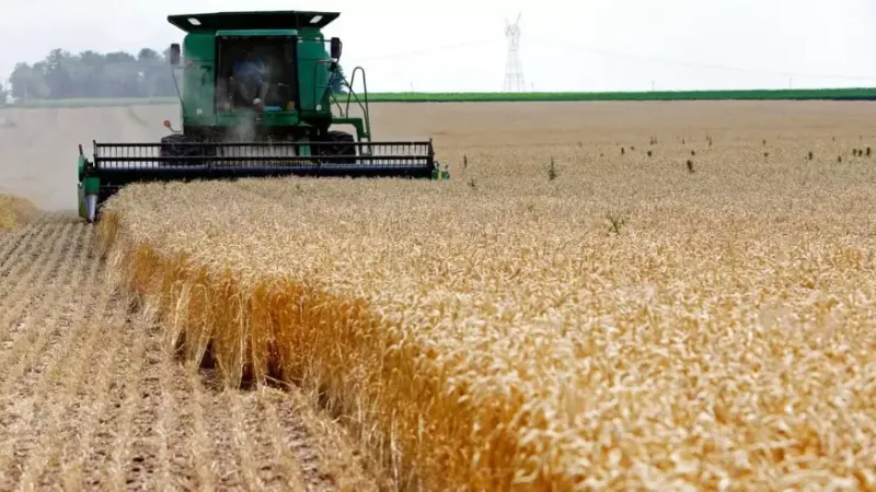 بلديات متضررة بنسبة 80 بالمائة الموسم الفارط تحتل الصدارة في إنتاج الحبوب بقسنطينة