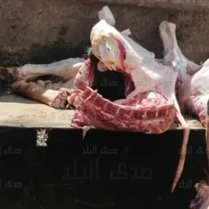 إعدام 200 كيلو لحوم غير صالحة للاستهلاك الآدمي بكفر الشيخ.. صور