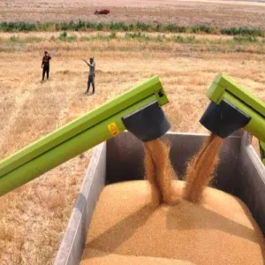 التجارة العراقية تعلن استلام 100 ألف طن من الحنطة يومياً