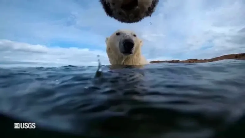 ماذا تفعل الدببة القطبية خلال الصيف؟ شاهد ما كشفته كاميرات معلقة على رقبتها