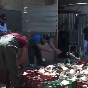أسعار الأسماك تشهد ارتفاعا كبيرا في بغداد