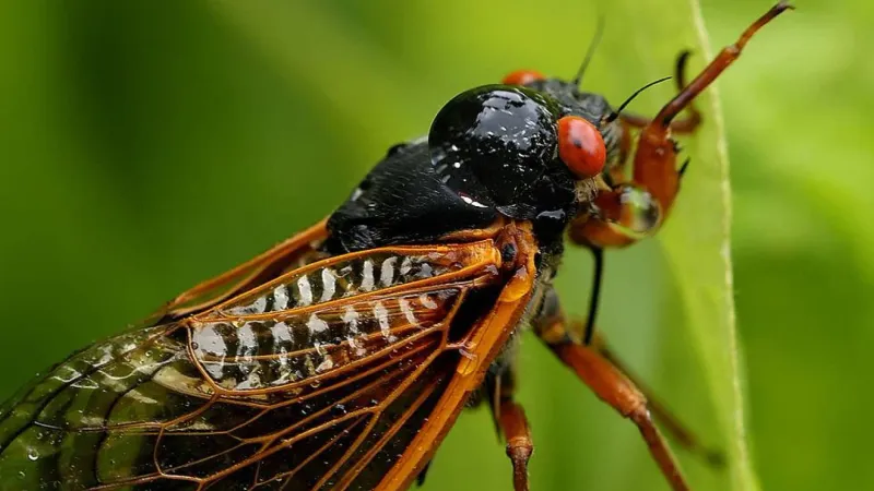 مليارات من حشرات الزيز تستعد لغزو الولايات المتحدة