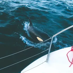 دراسة: لهو الحيتان يهدد السفن في المحيط الأطلسي