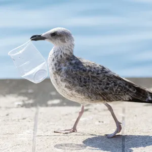 دراسة: النفايات البلاستيكية في المحيطات تطلق مواد كيميائية سامة