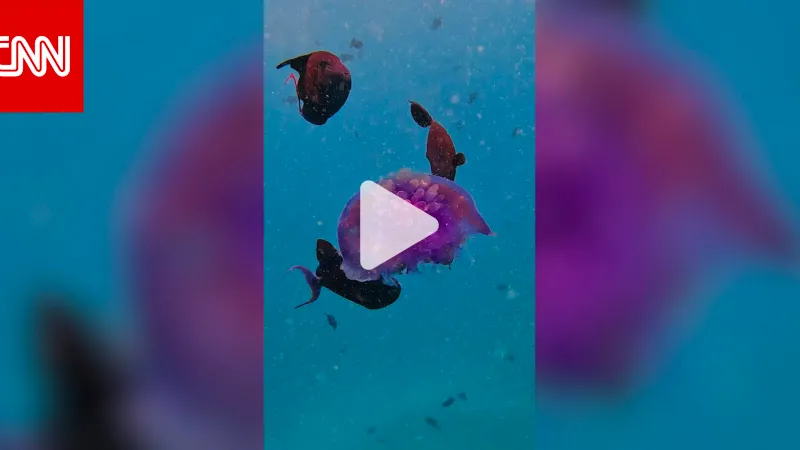 سعودي يوثق مشهد التهام "عصابة" من الأسماك لقنديل بحر "غير محظوظ" في ساحل جدّة