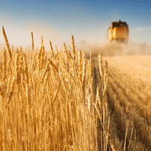 باجة: انطلاق الاستعدادات لموسم الحصاد وسط توقعات بإنتاج متوسط نتيجة تضرّر 35 بالمائة من مساحات الحبوب بالجهة