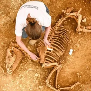 العثور على خيول مدفونة منذ 2000 عام في فرنسا