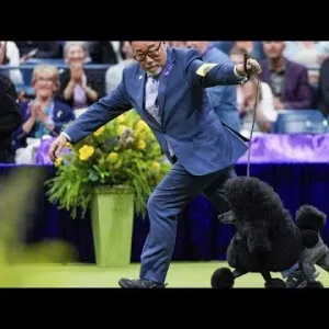 كلب بودل أنيق يفوز بجائزة معرض وستمنستر للكلاب