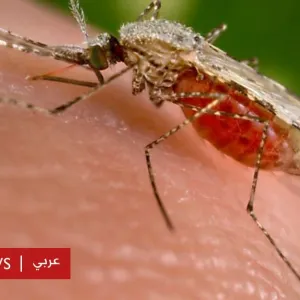 الملاريا: في اليوم العالمي للمرض، خبراء يحذرون من زيادة الإصابات به بسبب التغير المناخي - BBC News عربي