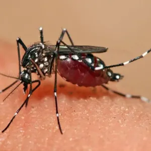 وزارة الصحة.. الجزائر لم تسجل أي حالة إصابة محلية بالملاريا