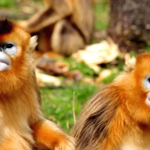 تزايد أعداد القرود الذهبية النادرة في شننونغجيا الصينية