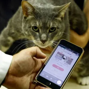 قطط أليفة تتلقى مساعدة صحيّة من الذكاء الاصطناعي... ماذا نعرف عن تطبيق (كاتس مي)؟