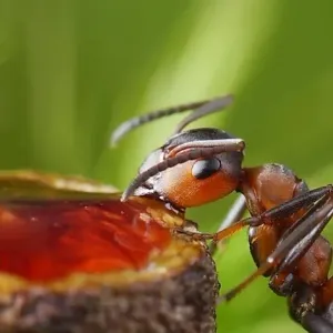 سر غريب وراء انجذاب النمل إلى اللحمة والكبدة.. ما السبب وراء هجره للحلوى؟