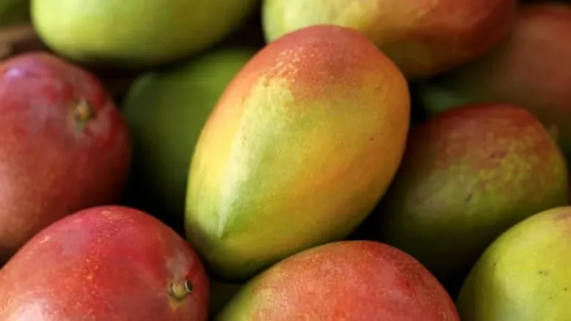 من بينها تحسين صحة الأمعاء..6 فوائد لفاكهة المانجو