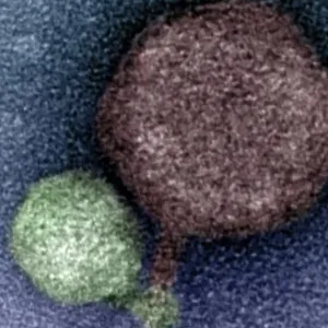 عض آخر.. فيروس "مصاص دماء" يثير دهشة العلماء
