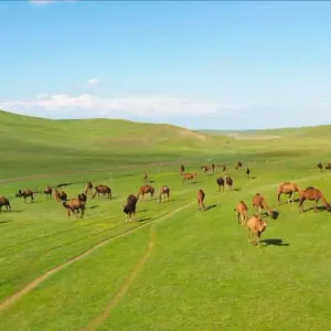 كازاخستان.. مشهد غير مألوف للإبل وسط "بحرٍ أخضر" بعيدّا عن الكثبان الرملية