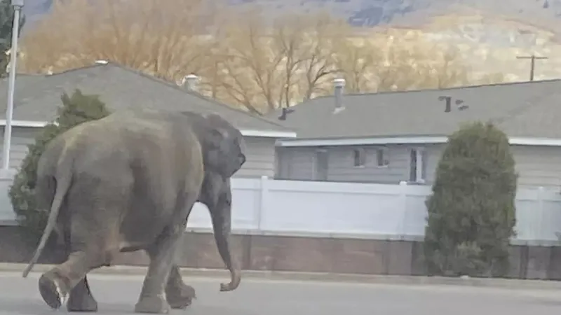 شاهد: فيل هارب من السيرك يعرقل حركة المرور في ولاية مونتانا الأمريكية