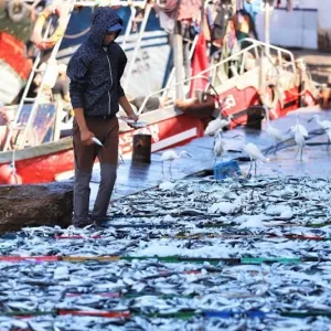 المغرب ضمن أبرز 5 دول إفريقية في تصدير المنتجات البحرية