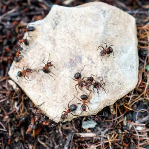 في مستعمرات النمل "شخصيّات" مختلفة ومتنوعة السلوكيات