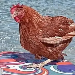 دجاجة "مدللة" تعيش حياة يحلم بها الكثير من البشر