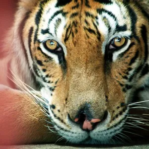 حالة غير طبيعية لنفوق النمور في حديقة للحياة البرية شرق الصين