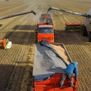 ارتفاع أسعار القمح مع استمرار الجفاف في روسيا