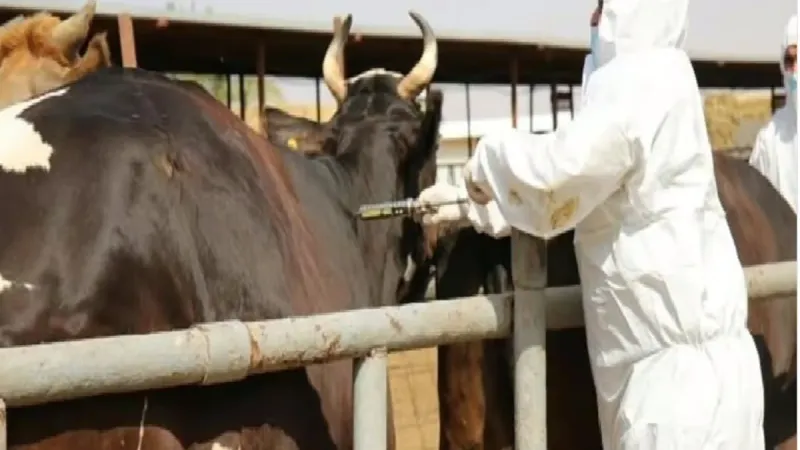 "وقاء" يبدأ تحصين أكثر من مليون رأس ماشية بالمنطقة الشرقية ضمن الحملة الوطنية الأولى ضد  الحمى القلاعية في 2024