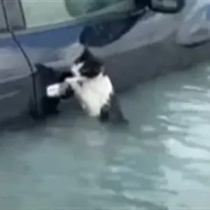 ظلت متشبثة بمقبض سيارة.. لحظة إنقاذ قطة من الغرق بسيول الإمارات| فيديو