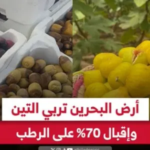 فيديو "البلاد": أرض البحرين تربي التين وإقبال 70% على الرطب