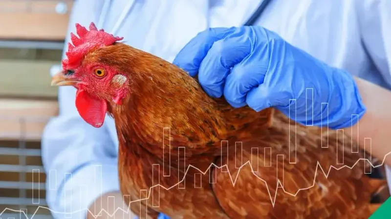 بسبب إنفلونزا الطيور.. أميركا تحظر بعض واردات الدواجن من أستراليا