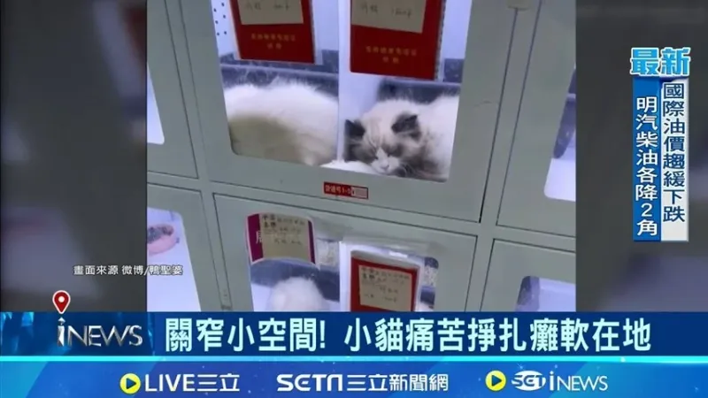 "ماكينة بيع الحيوانات الأليفة" تثير غضباً عارماً في الصين