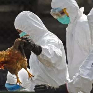تقرير: فيروس "إنفلونزا الطيور" انتقل إلى الثدييات وسيتحول إلى جائحة أكثر فتكاً من كوفيد
