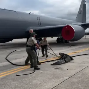 بحثا عن الظل تحت طائرة حربية.. تمساح يتسلل إلى قاعدة عسكرية أميركية