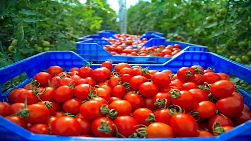 مفاجأة.. هذا هو ترتيب المغرب العالمي في تصدير الطماطم