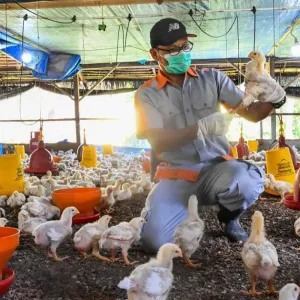 وفاة أول مصاب بسلالة H5N2 من فيروس أنفلونزا الطيور