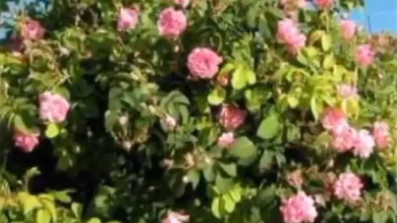 «الإرشاد الزراعي»: موسم قطاف الورد من 35 إلى 45 يومًا