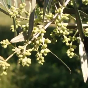 الإرشاد الزراعي: الري والتسميد لأشجار الزيتون يضمن المحصول الوفير