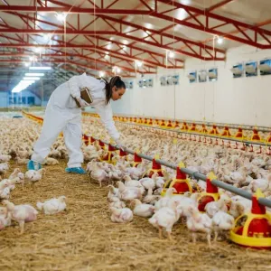 هل ينقذ الدجاج العالم من الانبعاثات الكربونية؟