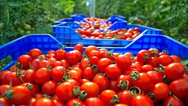مطالب برلمانية بريطانية بخفض الرسوم الجمركية على الطماطم المغربية