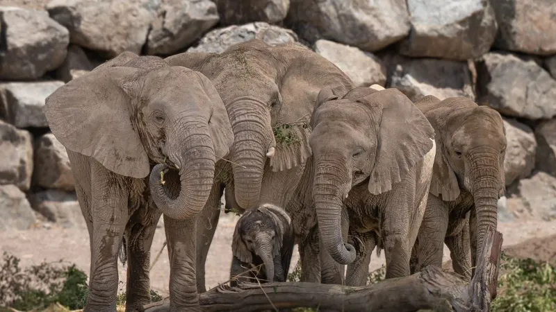 سفاري الشارقة يستقبل ثاني مولود لفيل السافانا الأفريقي