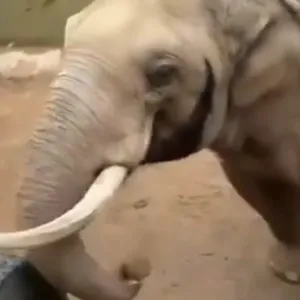 بالفيديو.. تصرف "فيل ذكي" مع طفل يثير الإعجاب