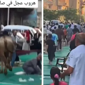 بقرة تقتحم ساحة صلاة عيد الأضحى في أحد المساجد بمصر.. شاهد ردة فعل المصلين