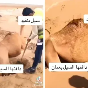 شاهد .. سيول عمان تدفن ناقة في الرمال وسط محاولات لإنقاذها