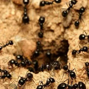5 طرق مضمونة للتخلص من نمل الصيف نهائيًا.. «متاحة وعلى قد الأيد»