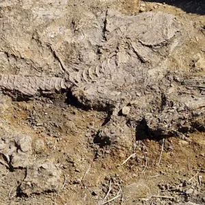 "اكتشاف فريد من نوعه".. العثور على بقايا هيكل عظمي للإكتيوصور في منطقة سامارا الروسية
