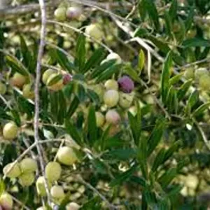 بالفيديو.. أكاديمي: زراعة الزيتون تنجح في الشمال والمرتفعات الجنوبية