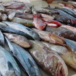 أسعار السمك اليوم الأربعاء 26-6-2024 في الأسواق