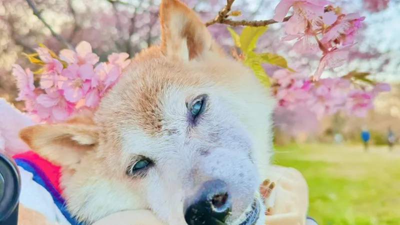 وفاة الكلبة كابوسو الوجه الإعلانى لعملة دوجكوين عن عمر 18 عاما.. صور